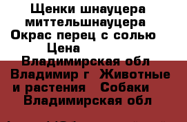 Щенки шнауцера (миттельшнауцера). Окрас перец с солью. › Цена ­ 30 000 - Владимирская обл., Владимир г. Животные и растения » Собаки   . Владимирская обл.